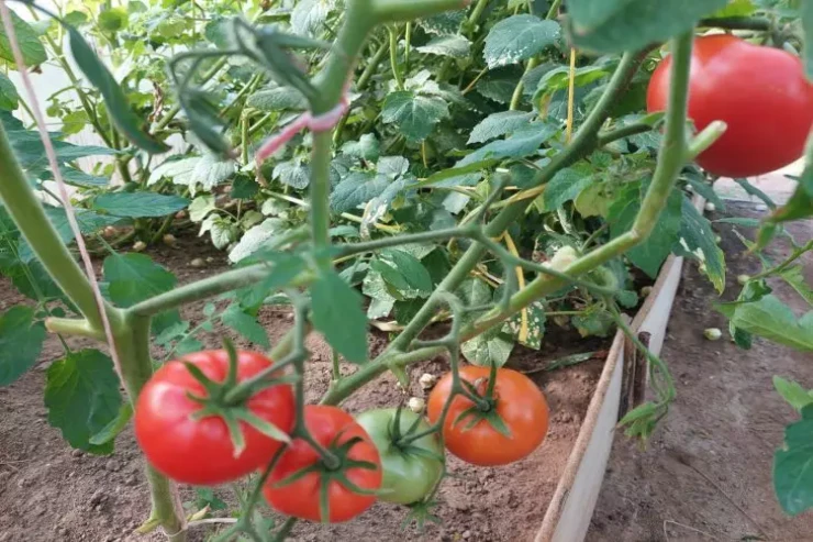 Pomidorları pivə ilə sulayın:  Nəticəsinə inanmayacaqsınız