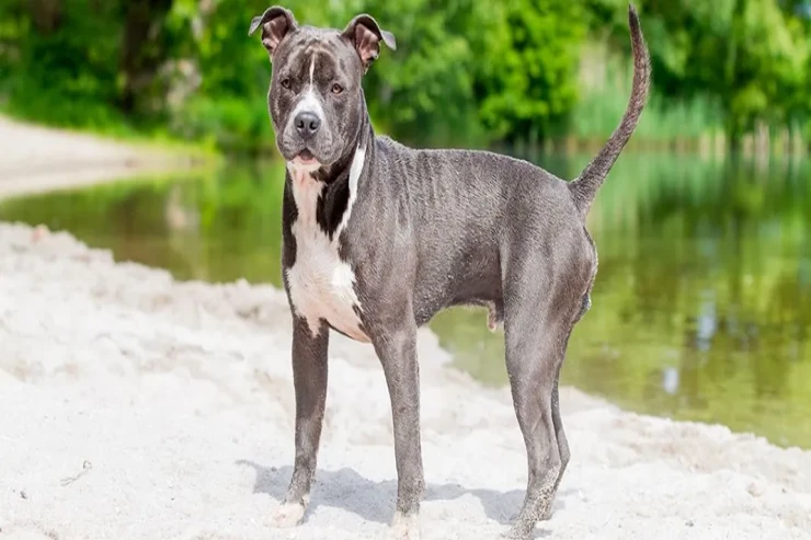Pitbul itləri  üçün ideal pəhriz planı