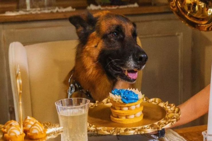 Dünyanın  ən zəngin   iti: Əksər insanlardan  daha yaxşı   yaşayır