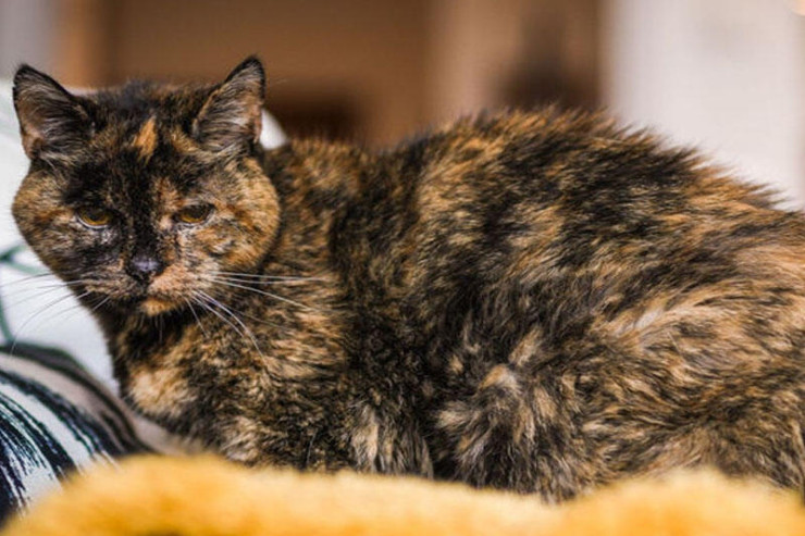 Dünyanın ən yaşlı pişiyi  38 il YAŞADI  : O nə yeyirdi?