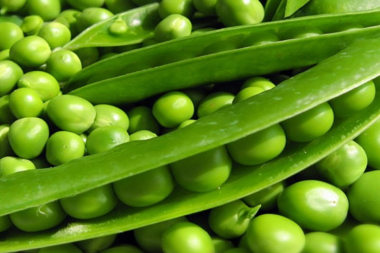  Yaşıl noxudun   FAYDALARI:  Tez-tez yeyin 