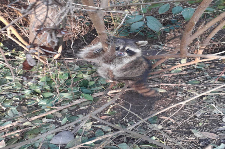 Lənkəranda "Amerika yenotu"  tapıldı -  VİDEO 