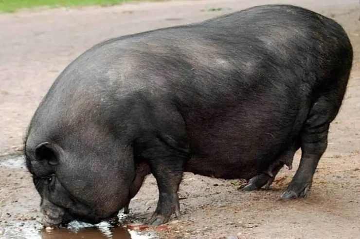 Dünyanın  ən nəhəng   donuzları: Hər kəsi  şoka   salacaq