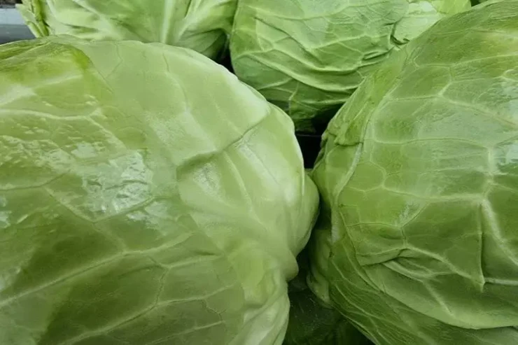  Kələm yarpaqlarını   bir də belə istifadə edin 