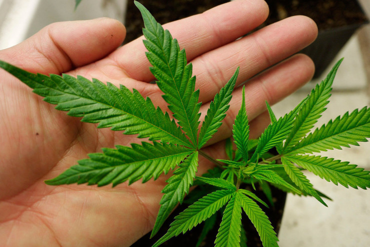 Parlament marixuananın becərilməsini  qanuniləşdirdi 