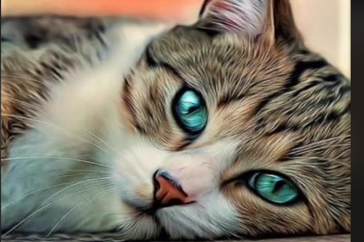 Pişiyin gözlərini  nə rəngdə   görürsünüz?- Şəxsiyyət testi