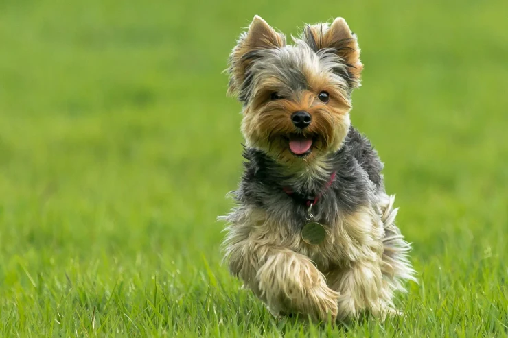 Yorkshire Terrier cins  itlərə qulluq – Əsas məsləhətlər