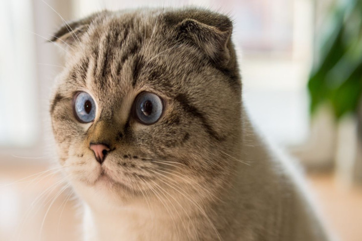 Scottish Fold pişiklərini sosiallaşdırmaq:  Adaptasiya üçün əsas məsləhətlər