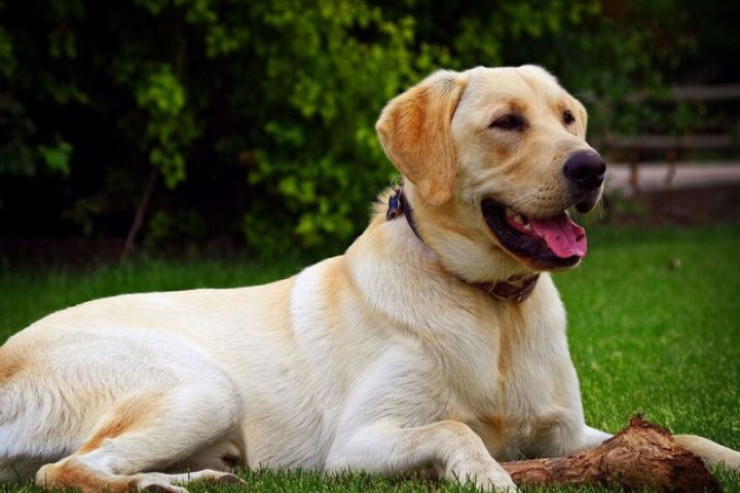 Labrador itlərində allergiya növləri   və qarşısının alınması