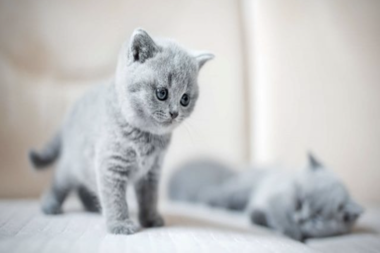 British Shorthair bala pişiklərinin baxımı  - Yaxşı baxımı üçün əsas qulluq məsləhətləri