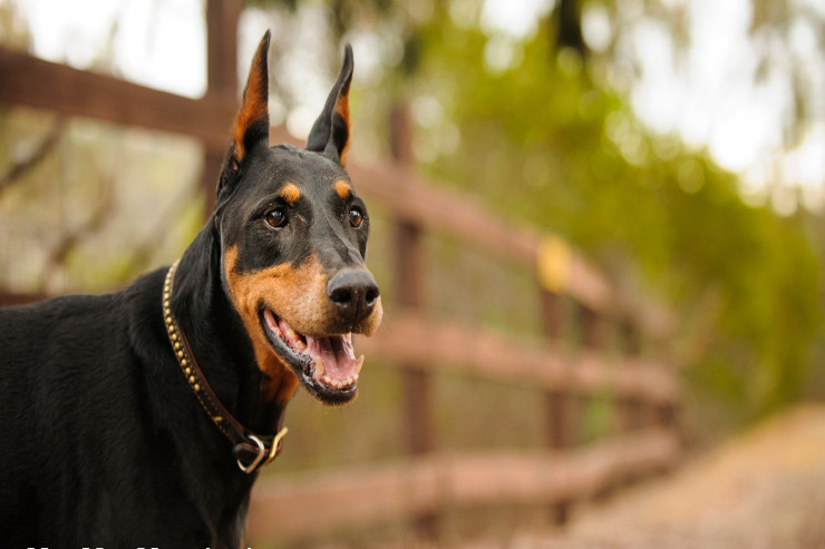 Doberman itinin təlimində  ustalaşmaq üçün ən vacib qaydalar