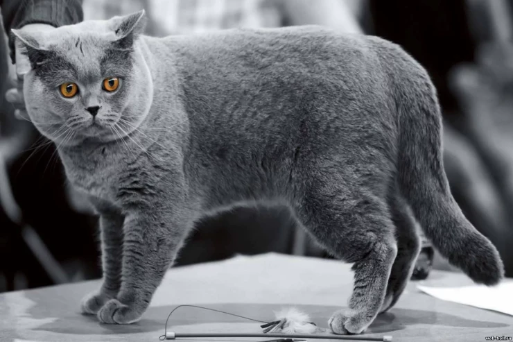 British Shorthair pişiklərinə  ideal bir həyat bəxş etməyin yolları
