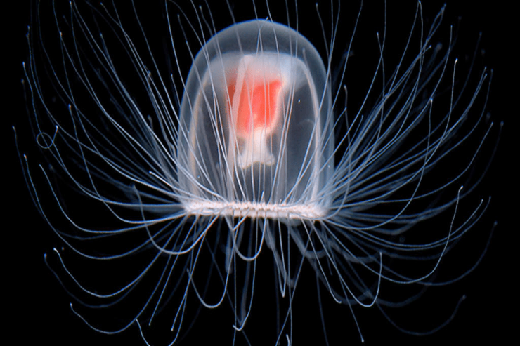Bioloji ölümsüzlük:  Turritopsis dohrnii meduzasının sirri