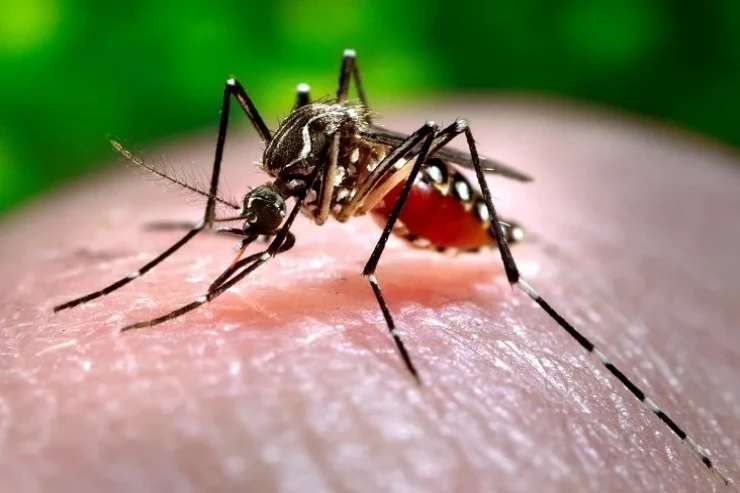 Ölümcül tropik virus  Londona yayıla bilər