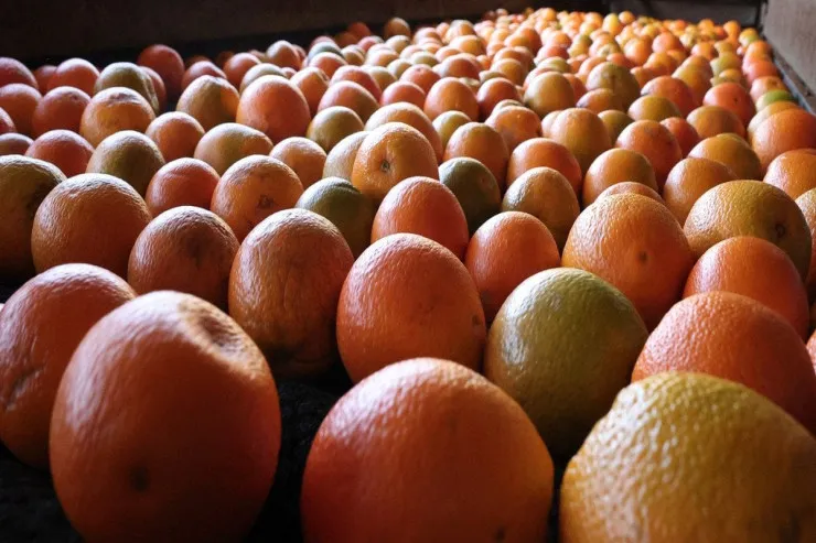 Orqanizmi soyuqdan qorumaq  üçün nə yemək lazımdır? 