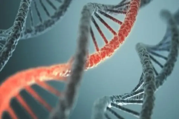 Alimlər insan orqanlarını təəccüblü bir yerdə böyüdürlər 