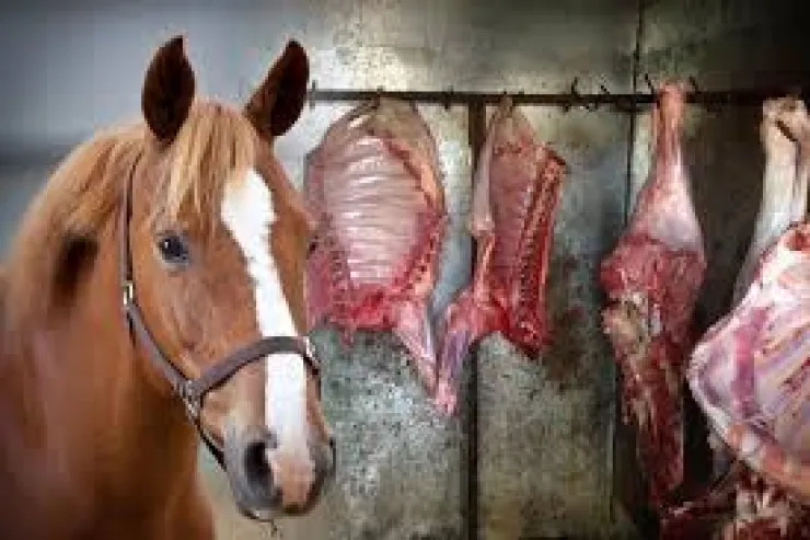 Yasamalda BİRGƏ ƏMƏLİYYAT:  1 tondan çox at əti  aşkarlandı - VİDEO 