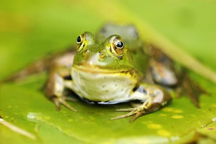 Alimlər zəhərə davamlı qurbağa növü   aşkar atdilər