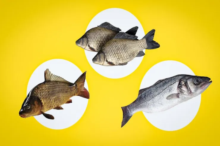 Balığın təzə olub-olmadığını   belə yoxlayın 