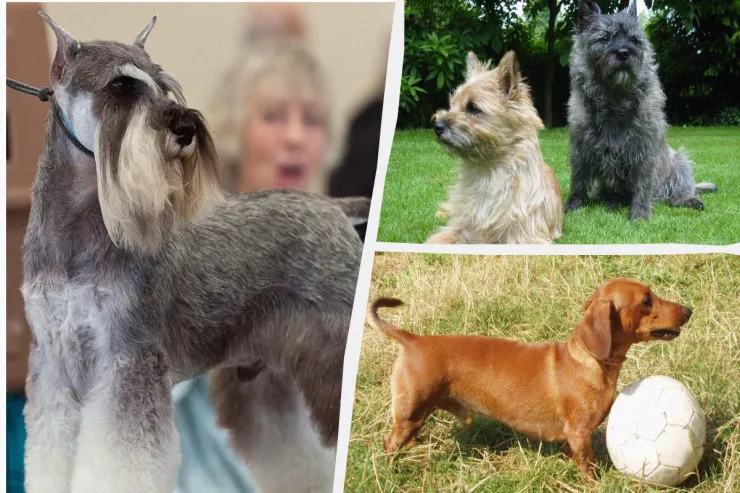 Kiçik, amma sədaqətli əla qoruyucu 7 it cinsi 