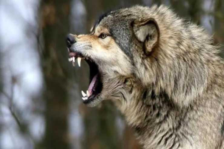 Şəkidə canavar kəndə hücum edib  5 nəfəri yaraladı 