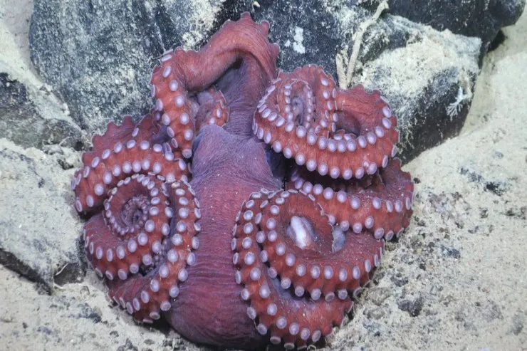 Ürək dayanır, amma həyat davam edir:  osmionqun sirri nədir? 