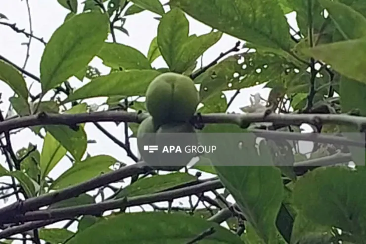 Alça ağacı qışda bar verdi  - AZƏRBAYCANDA