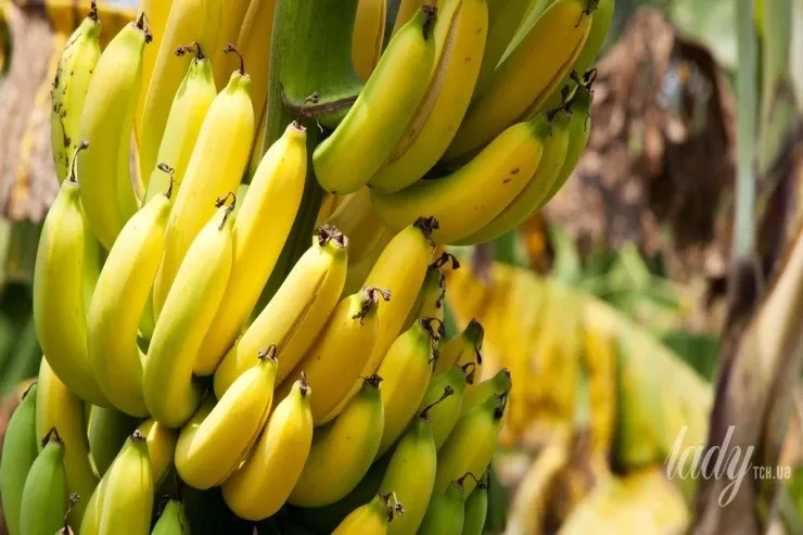 Yod hansı qidalarda var və bədənin ona nə üçün ehtiyacı var? 