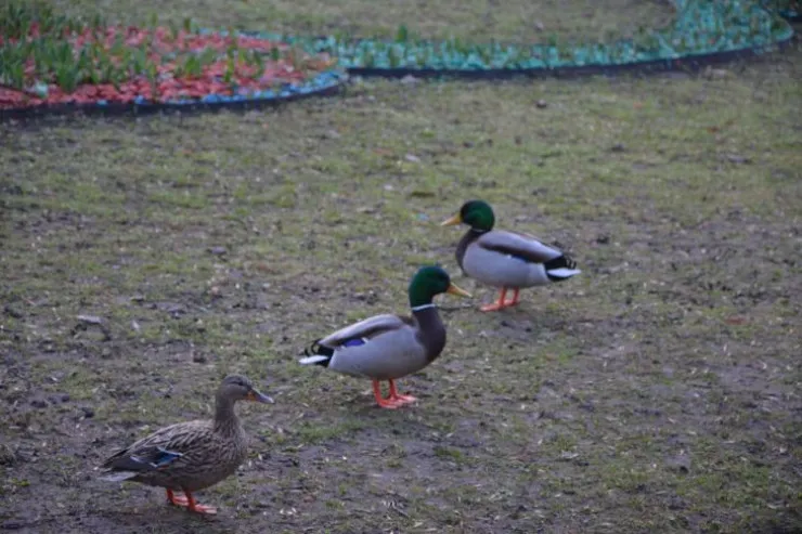 Ən qəribə şəkildə yatan heyvanlar:  onlardan biri bunu yalnız beyninin yarısı ilə edir
