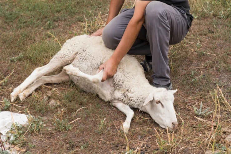 Qurban kəsərkən infarkt keçirən polis zabiti  öldü