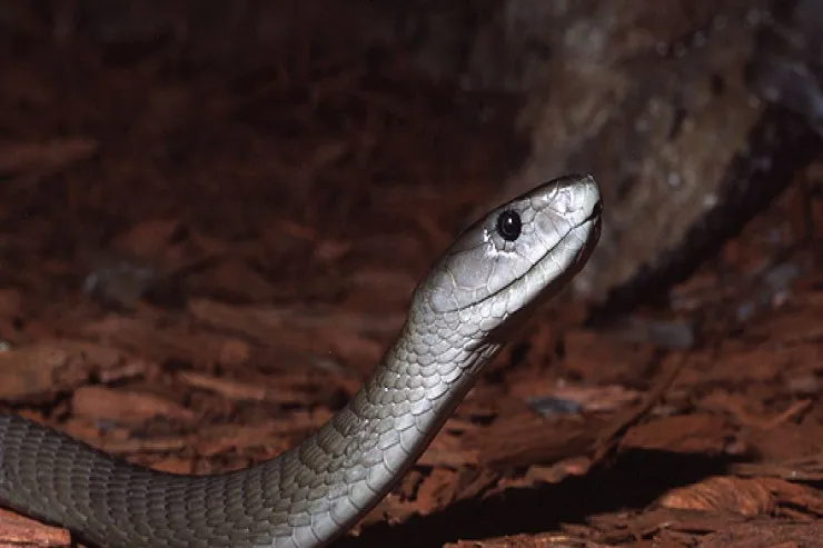 Bu ilanların zəhəri  müalicədən sonra da  öldürür -   SƏBƏBİ