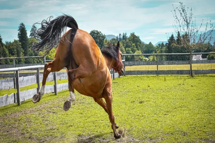 At hamilə qadını  öldürdü