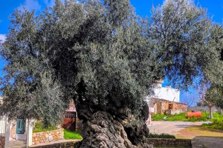 4000 illik ağac hələ də meyvə verir - İNANILMAZ 