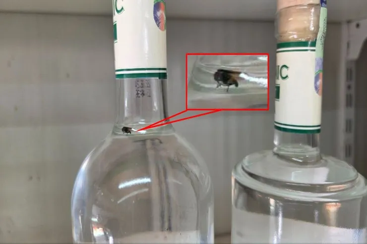 "Organic Vodka"nın  içindən milçək çıxdı