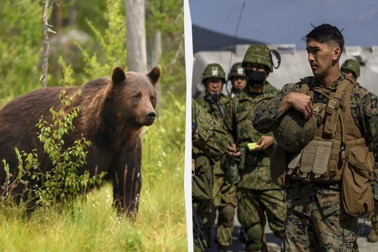 Ayılarla mübarizə üçün  ordu ayağa qaldırıldı 