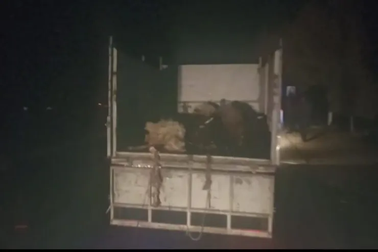 Naxçıvanda maşın qoyun sürüsünə  çırpıldı: 20-si öldü  