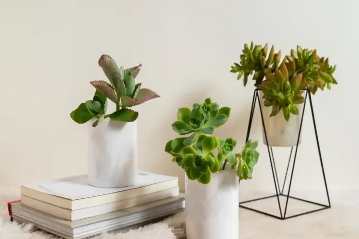 2026-cı ildə daha çox pul  istəyirsiniz? - Zənginlik və şans gətirən bitkilər 