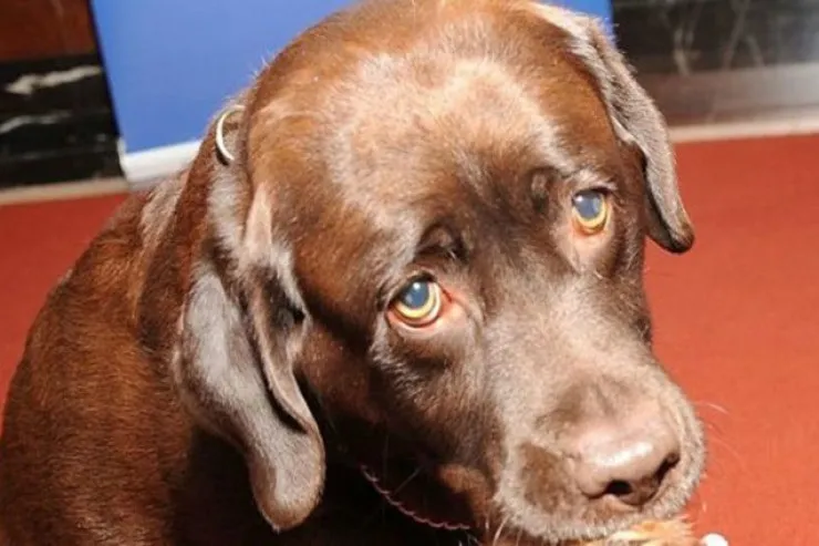 İt sahibini güllələdi  - Görün necə?