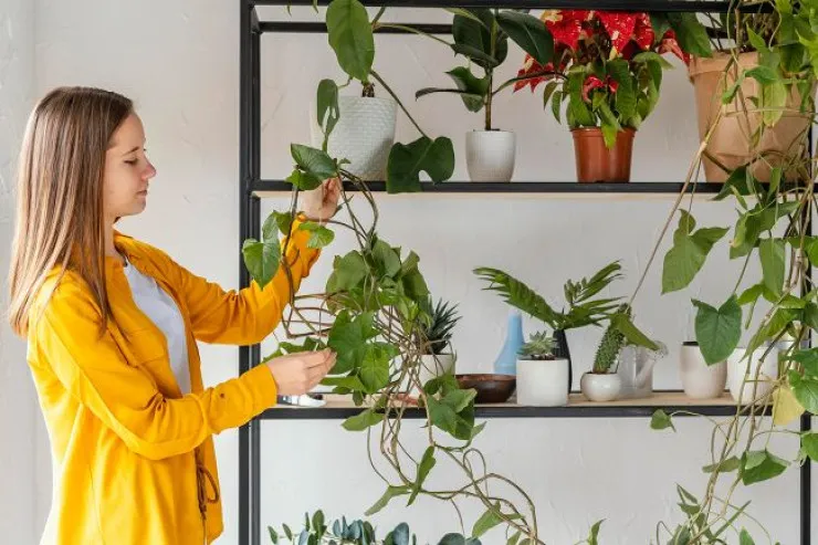 Hər evdə olmalıdır:  özünüzü daha yaxşı hiss edəcəyiniz  5 bitki