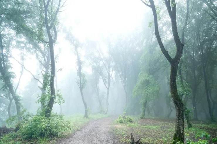 Lənətlənmiş meşə:  Niyə  Bermud üçbucağı  adlanır?