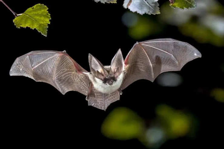 Yuxuda yarasa görmək  nə deməkdir?