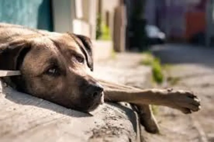 Evinin həyətindəki itləri öldürüb yedi 