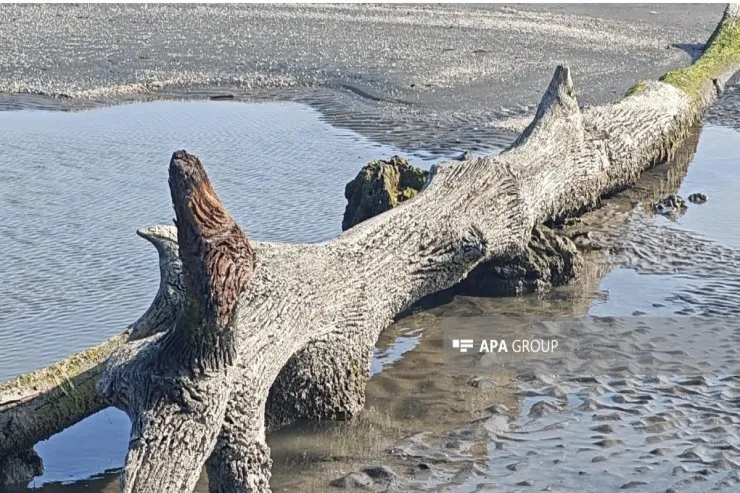 Xəzər geri çəkildi, su altından meşə  çıxdı - FOTO 