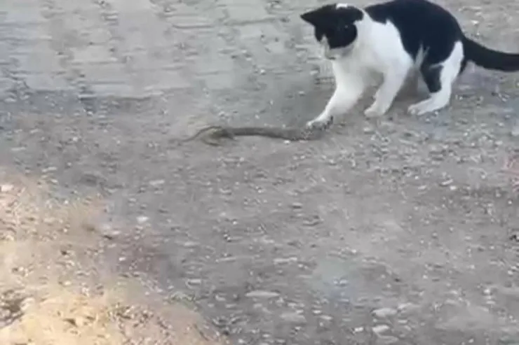 İlanla siçanla oynayırmış kimi  oynadı: ağzı ilə tutdu  və... -  VİDEO 