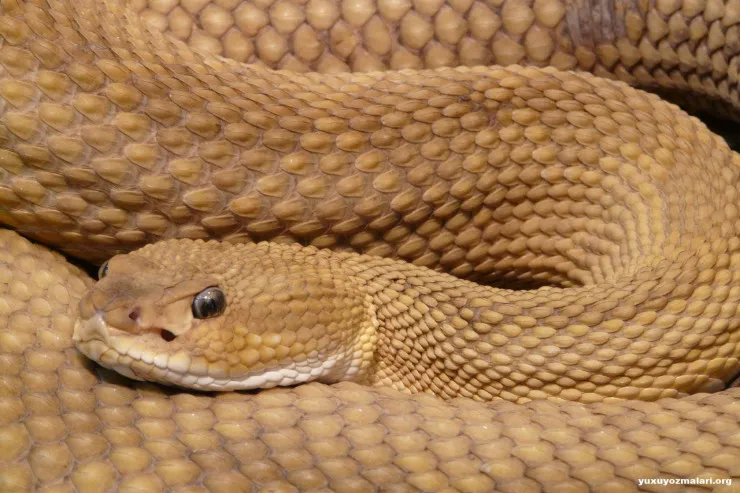 Yuxuda sarı ilan  görmək nə deməkdir?