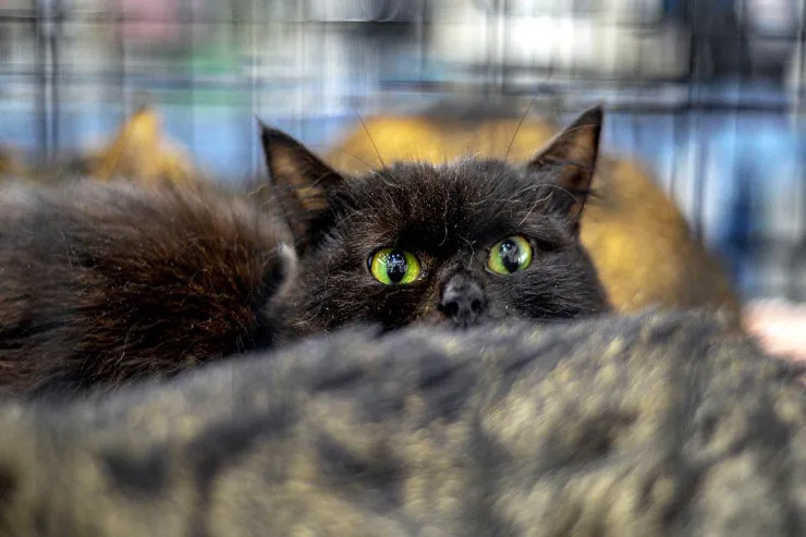 Nazirdən açıqlama: 2050-ci ilə qədər 2,5 milyon pişik  öldürüləcək