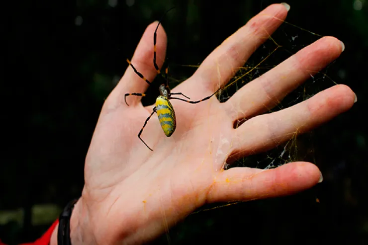 Sizi hörümçək sancsa,  nə etməlisiniz? - RİSKLƏRİ 