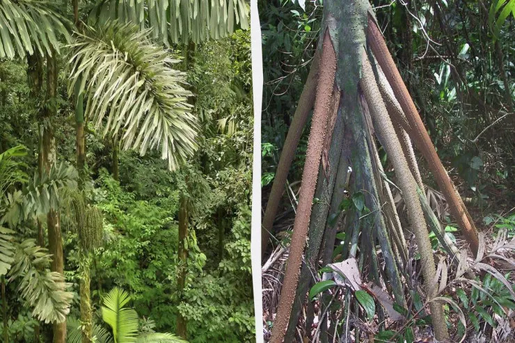 Yeriyə bilən  palma ağacı - FOTO 