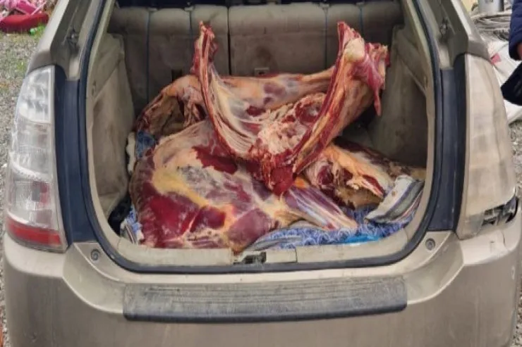 "Prius"la 92 kilo yararsız ət  daşıyırdı: Ağdam postunda ƏLƏ KEÇDİ 