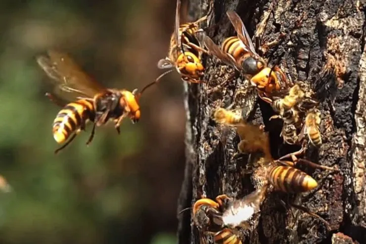 Ata və qızını arılar sancıb öldürdü 
